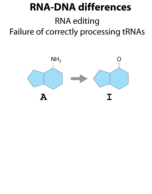 rna-dna-differences