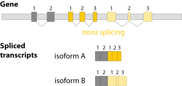 trans splicing